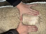 alpaca for sale