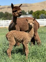 alpaca for sale