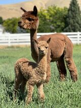 alpaca for sale