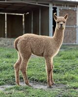 alpaca for sale