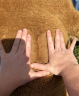 alpaca for sale
