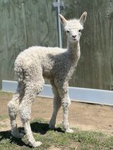 alpaca for sale