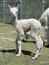 alpaca for sale