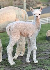 alpaca for sale