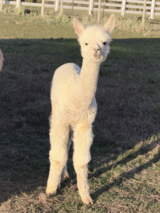 alpaca for sale