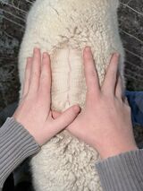 alpaca for sale