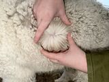 alpaca for sale