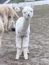 alpaca for sale