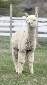 alpaca for sale