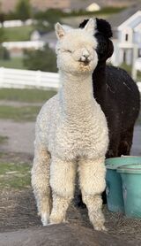alpaca for sale