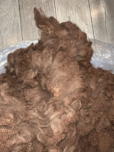 alpaca for sale