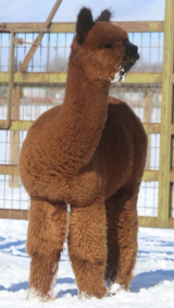 alpaca for sale