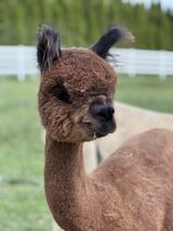 alpaca for sale