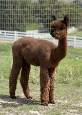 alpaca for sale