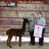 alpaca for sale