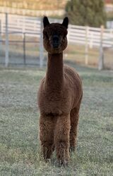 alpaca for sale