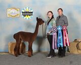 alpaca for sale