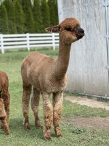 alpaca for sale