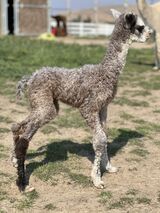 alpaca for sale