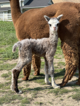 alpaca for sale