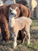 alpaca for sale