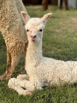 alpaca for sale