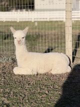 alpaca for sale