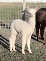 alpaca for sale