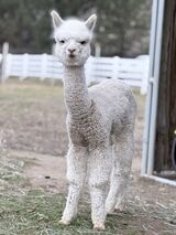alpaca for sale