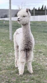 alpaca for sale