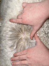 alpaca for sale