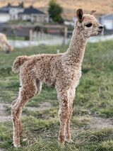 alpaca for sale