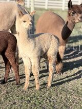 alpaca for sale