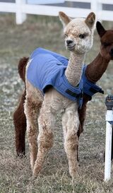 alpaca for sale