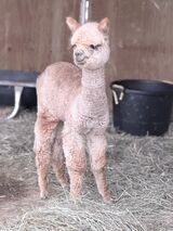 alpaca for sale