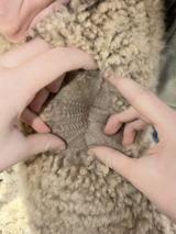 alpaca for sale