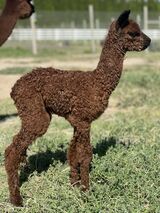 alpaca for sale