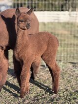 alpaca for sale