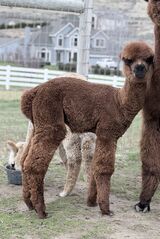 alpaca for sale