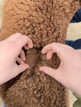 alpaca for sale