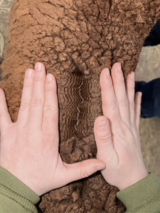 alpaca for sale