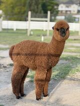 alpaca for sale