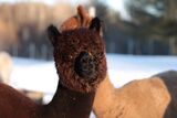 alpaca for sale