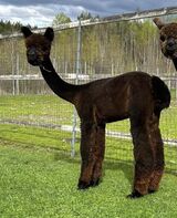 alpaca for sale
