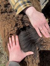 alpaca for sale