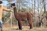 alpaca for sale