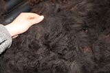 alpaca for sale