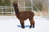 alpaca for sale