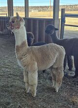 alpaca for sale