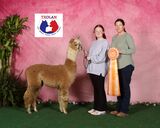 alpaca for sale